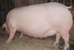 给母猪吃方瓜,提升繁殖效率