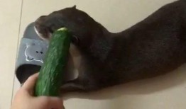 吃瓜的坐着来,品鉴世间百态