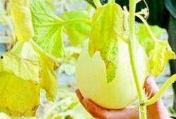 梦到摘瓜吃很甜,揭秘摘瓜吃甜的梦境寓意