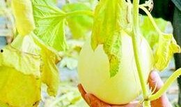 梦到摘瓜吃很甜,揭秘摘瓜吃甜的梦境寓意