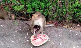 吃瓜小号无猴子版,网络舆论背后的真相与反思