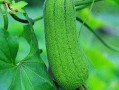 吃瓜丝瓜茄子,吃瓜、丝瓜、茄子，美味与营养共存