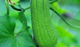 吃瓜丝瓜茄子,吃瓜、丝瓜、茄子，美味与营养共存