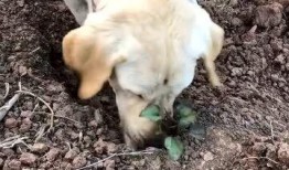 狗子自己刨土瓜吃,趣味横生引网友热议