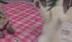 吃瓜群众低保大爷