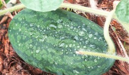 带搜索的吃瓜,带搜索的吃瓜大揭秘