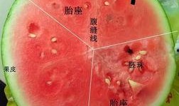 《吃瓜》图片全部,吃瓜群众视角下的娱乐圈风云录