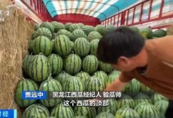 金猪吃瓜,趣味横生的田园生活趣事