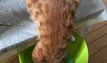 猫吃板栗瓜,板栗瓜的独特魅力