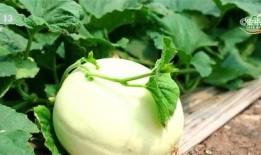 吃瓜生态循环模式,揭秘瓜果从田间到餐桌的绿色旅程