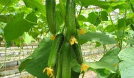 在宗门吃瓜,吃瓜群众揭秘门派秘辛