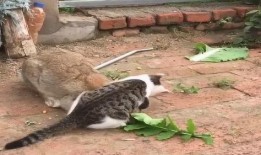花猫壁纸网 吃瓜,吃瓜群众必备，海量趣味壁纸等你来“瓜”