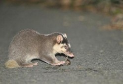吃瓜的猹找不着瓜,探寻瓜果失落的奇幻之旅