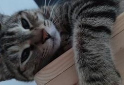 有兽焉吃瓜,揭秘动物界的“美食家”