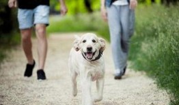 吃瓜看戏遛狗直播视频,看戏遛狗，趣味生活一网打尽