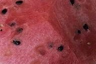 鸽子吃瓜叶,鸽子巧食瓜叶的奇妙之旅