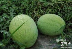 陕西水果瓜怎么吃,陕西水果瓜的多样食法探索