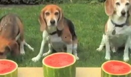 狗狗吃瓜的后果,揭秘瓜果对宠物的双重影响