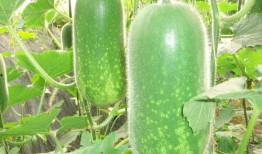 吃瓜不如种正能量瓜