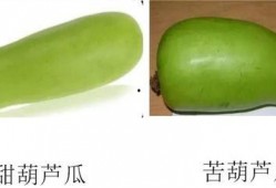 淄博市吃瓜,吃瓜群众的味蕾狂欢之旅