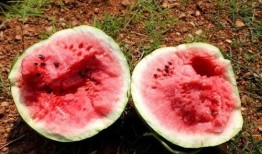 nt吃瓜,一场关于“吃瓜”的狂欢盛宴