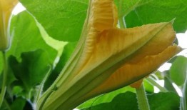 毛瓜花可以吃吗,美味还是禁忌？探究其可食用性