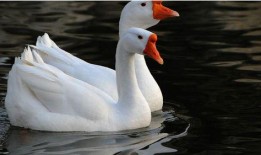 鹅组自由吃瓜,揭秘娱乐圈幕后故事