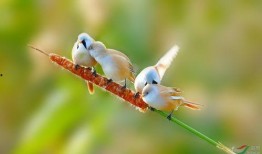 吃瓜交头接耳,揭秘娱乐圈幕后风云