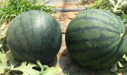 吃瓜壁纸合集,吃瓜壁纸合集大揭秘