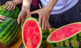 农林吃瓜,揭秘农业与林业中的趣味故事与奇闻异事