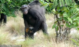 黑猩猩吃瓜视频,揭秘灵长类动物的天然趣味