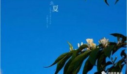 北方立夏吃麻瓜