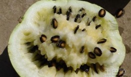 河南人吃籽瓜,舌尖上的乡愁与美食传承