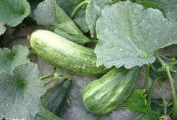 酥瓜怎么调着吃,解锁夏日清新口感