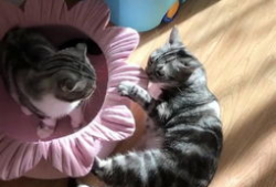 吃瓜喵微博,揭秘娱乐圈幕后故事，带你走进明星真实生活