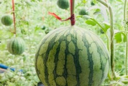 吃瓜趣事真实案例,揭秘那些令人捧腹的吃瓜趣事